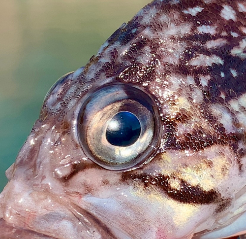 マゾイの釣果