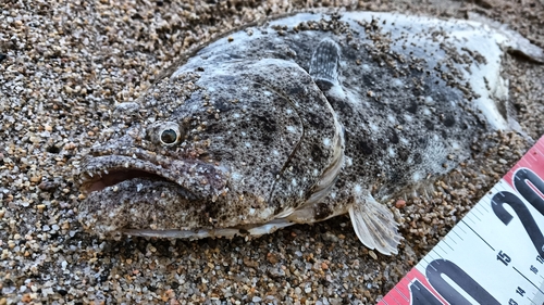 ヒラメの釣果