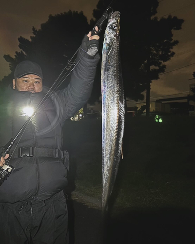 タチウオの釣果