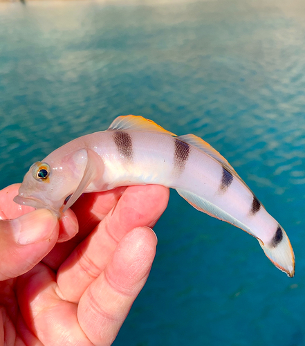 リュウグウハゼの釣果