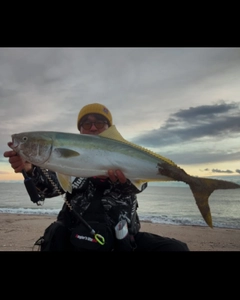 ブリの釣果