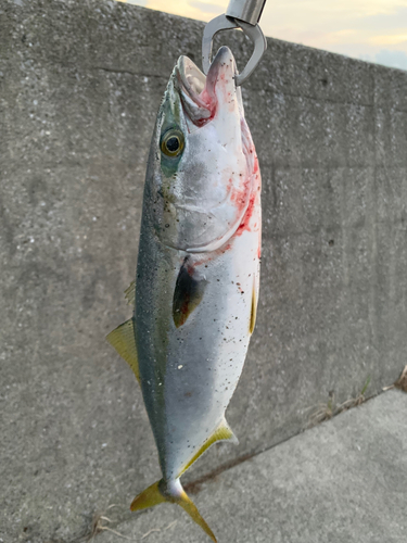 ヤズの釣果