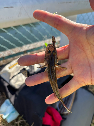 マハゼの釣果