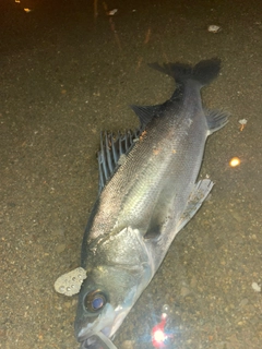 フッコ（マルスズキ）の釣果