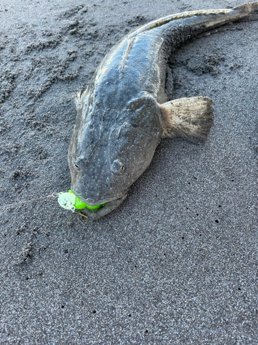 マゴチの釣果