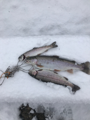 ニジマスの釣果