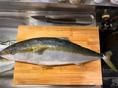 ハマチの釣果