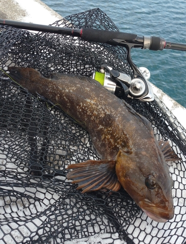 アイナメの釣果