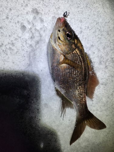 ウミタナゴの釣果