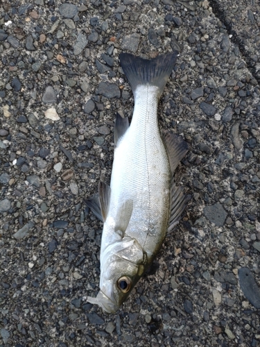 フッコ（ヒラスズキ）の釣果