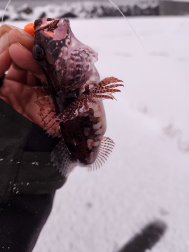 アナハゼの釣果