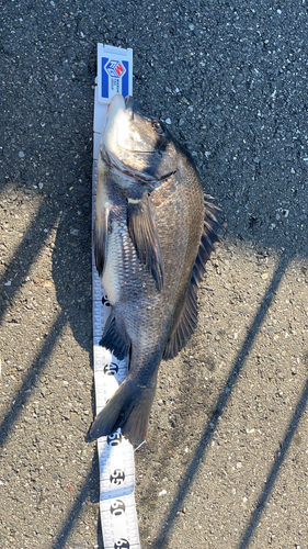 クロダイの釣果