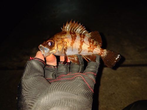 メバルの釣果