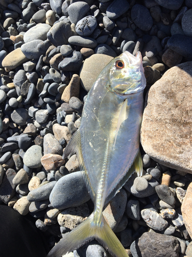 メッキの釣果