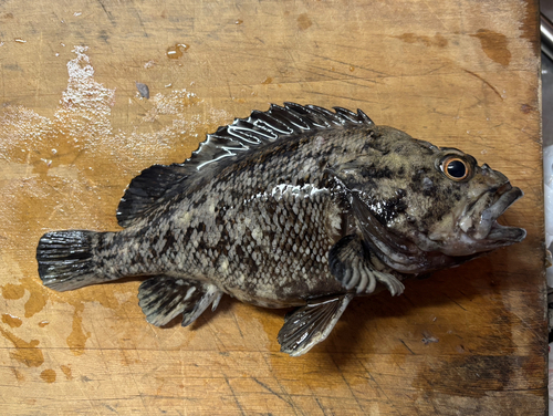 クロソイの釣果