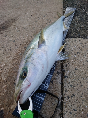 ブリの釣果