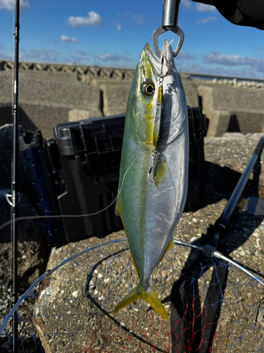 ハマチの釣果