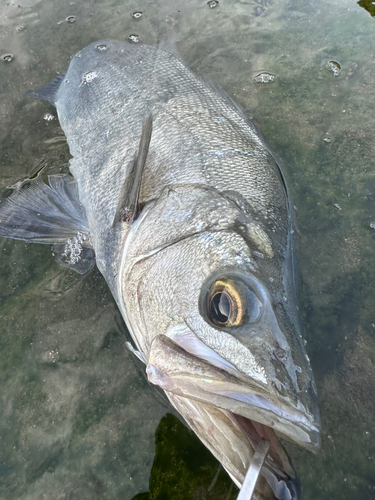 ヒラスズキの釣果