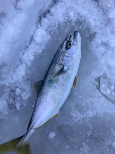 フクラギの釣果