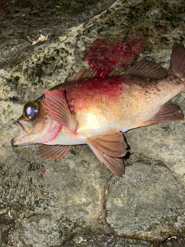 メバルの釣果