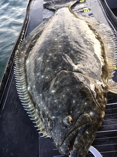 ヒラメの釣果