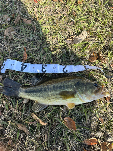 ラージマウスバスの釣果