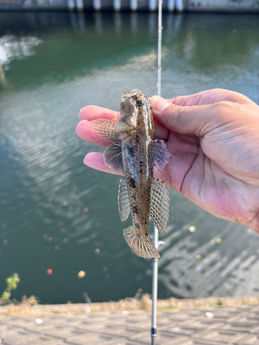 ウロハゼの釣果