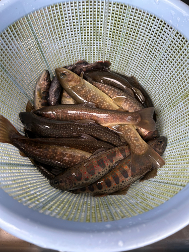 イワナの釣果