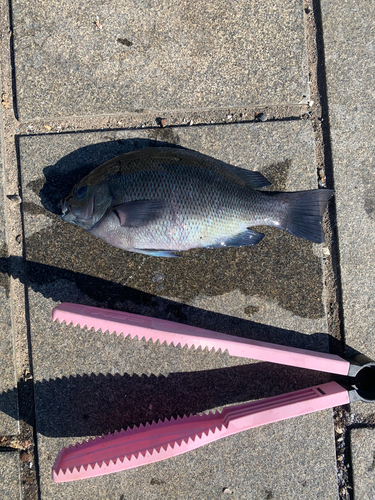 メジナの釣果