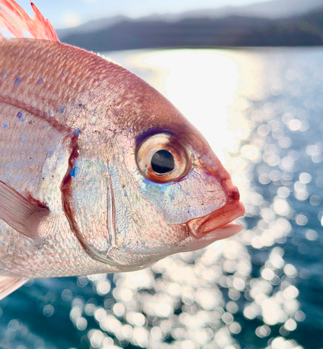 チャリコの釣果