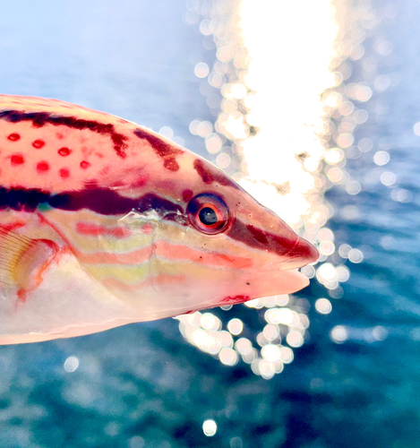 キュウセンの釣果