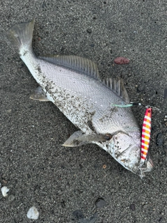 オオニベの釣果