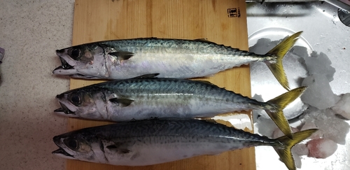 マゾイの釣果