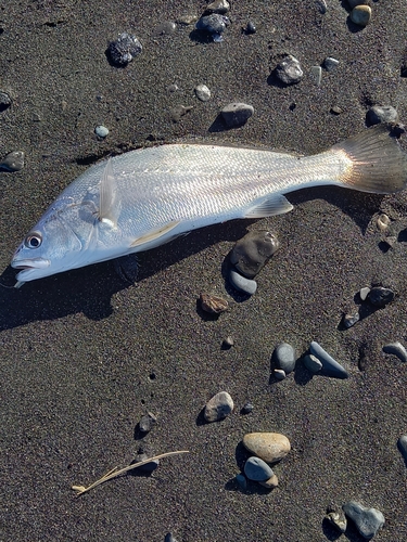 ニベの釣果