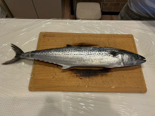 サゴシの釣果