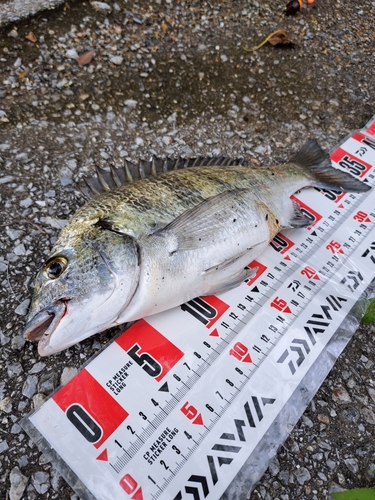 ミナミクロダイの釣果