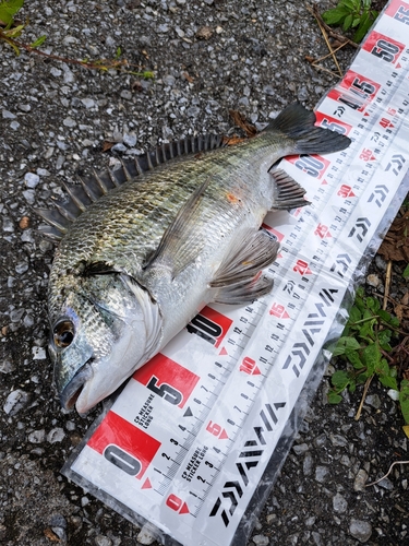 ミナミクロダイの釣果