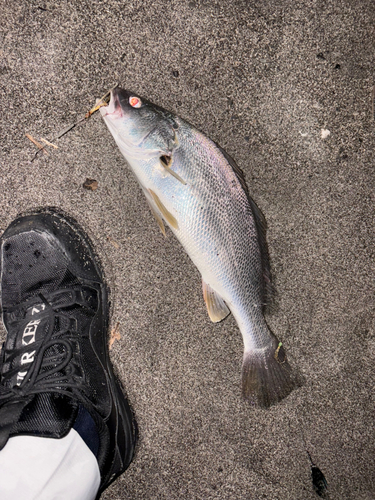 ニベの釣果