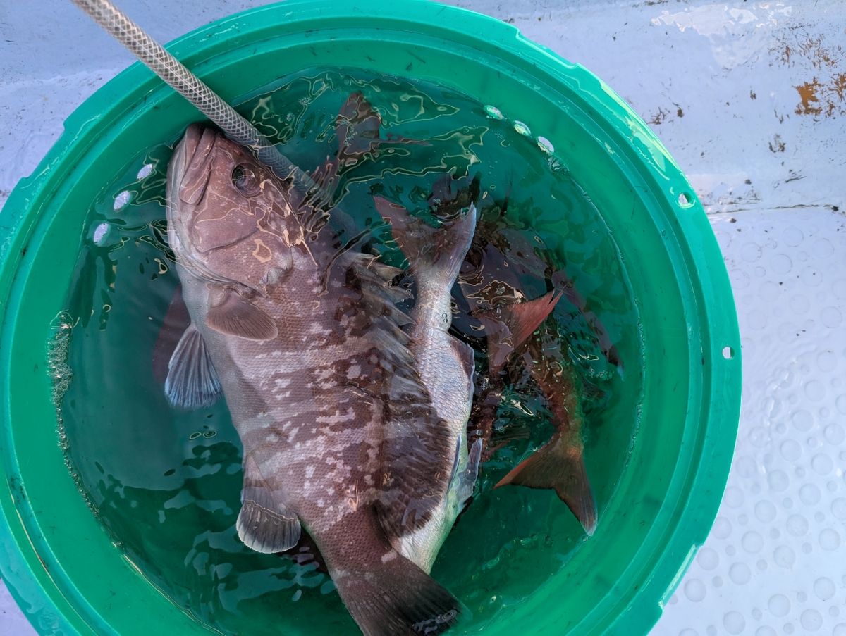 にゃぎだもさんの釣果 2枚目の画像