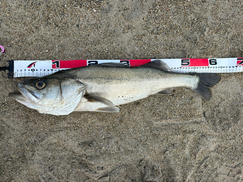 スズキの釣果