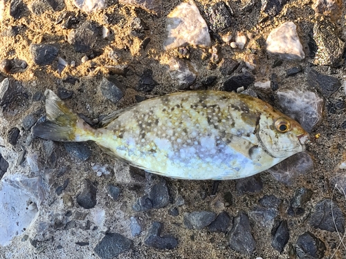 アイゴの釣果