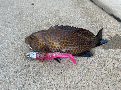 オオモンハタの釣果