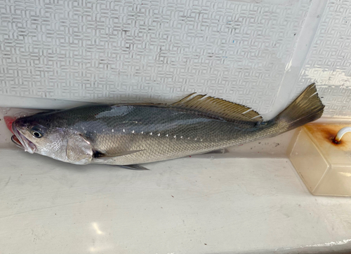 ニベの釣果