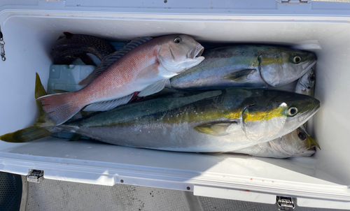 シロアマダイの釣果