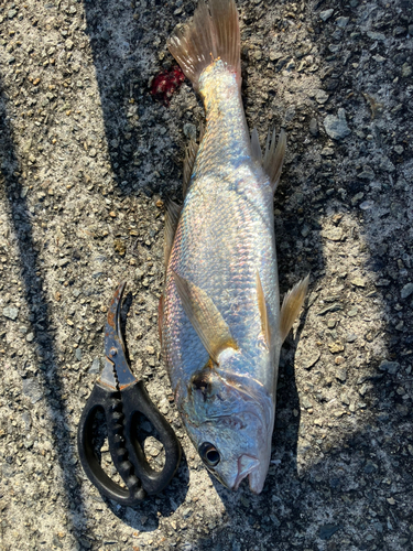 イシモチの釣果