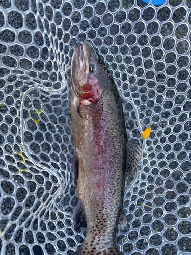 ニジマスの釣果