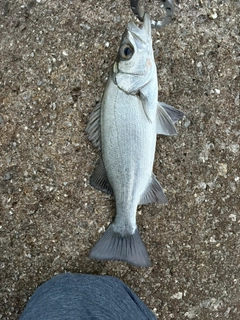 セイゴ（ヒラスズキ）の釣果