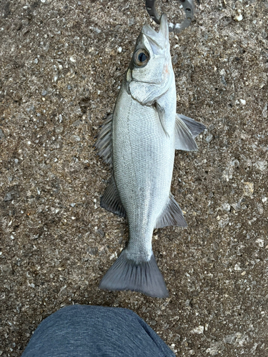 セイゴ（ヒラスズキ）の釣果