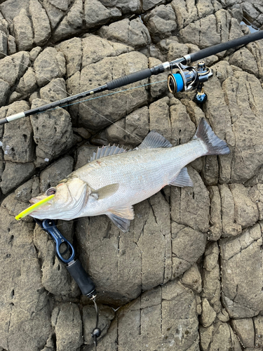 ヒラスズキの釣果