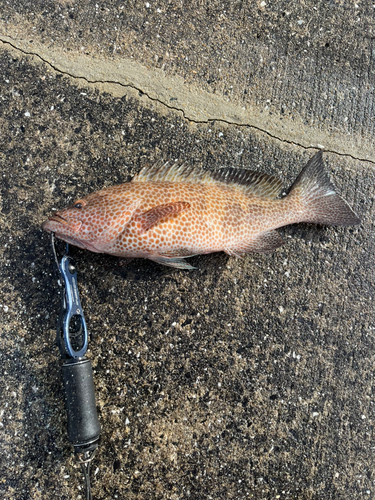 オオモンハタの釣果